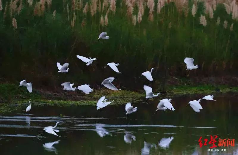 成都4号线最大的湿地公园,成都湿地公园能坐地铁去的有哪些