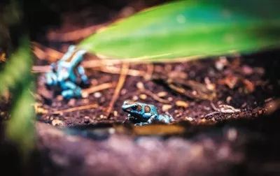 6人误食致1死5伤！这种“老毒物”*伤杀**力不逊毒蛇