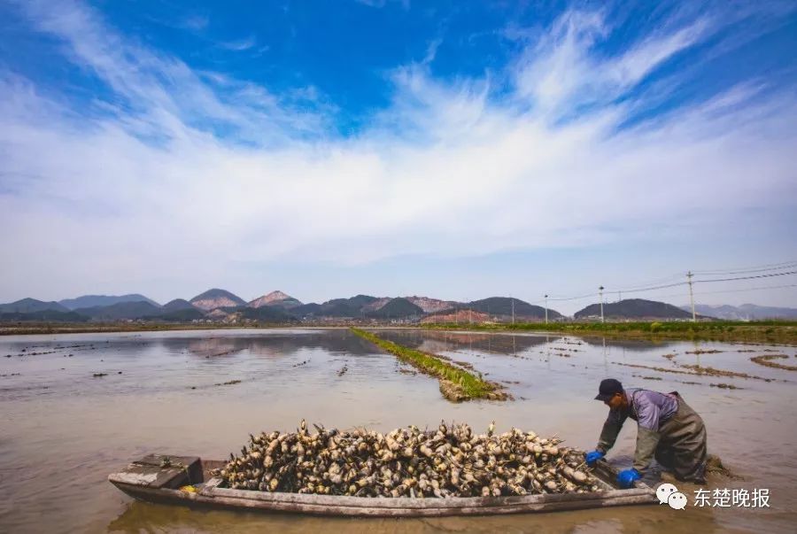 365天，行走3.2万千米，拍摄13万张照片！黄石人到底有多“野”？