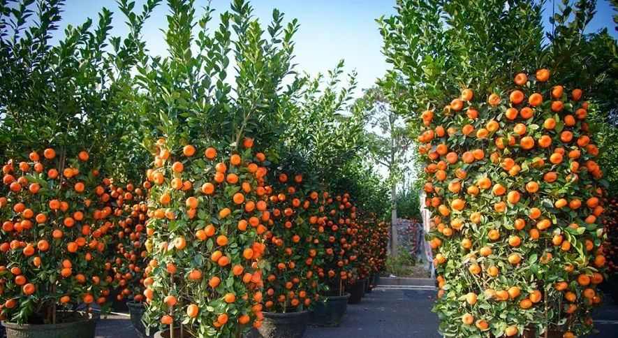 清远清新迎春花市2024年花市,清远2023迎春花市在哪里