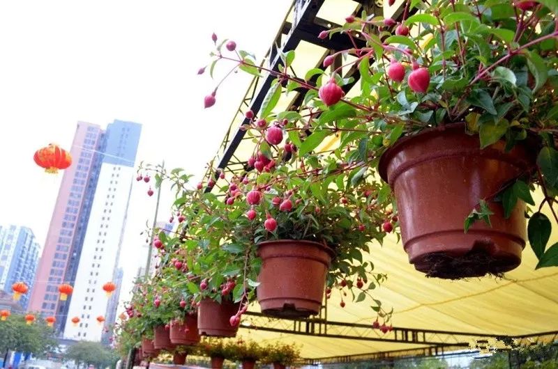 清远清新迎春花市2024年花市,清远2023迎春花市在哪里