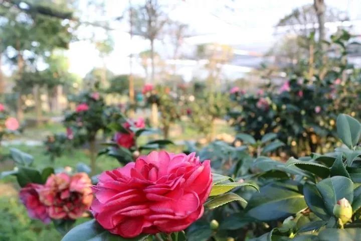 柳城周边游玩景点推荐,柳北旅游推荐