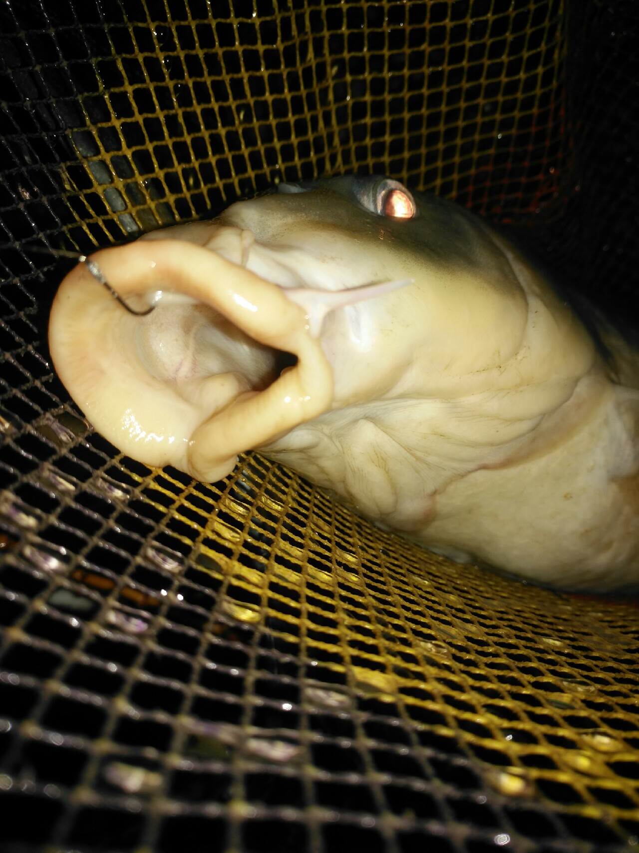 野钓运气爆棚,野钓钓到了1000斤大鱼