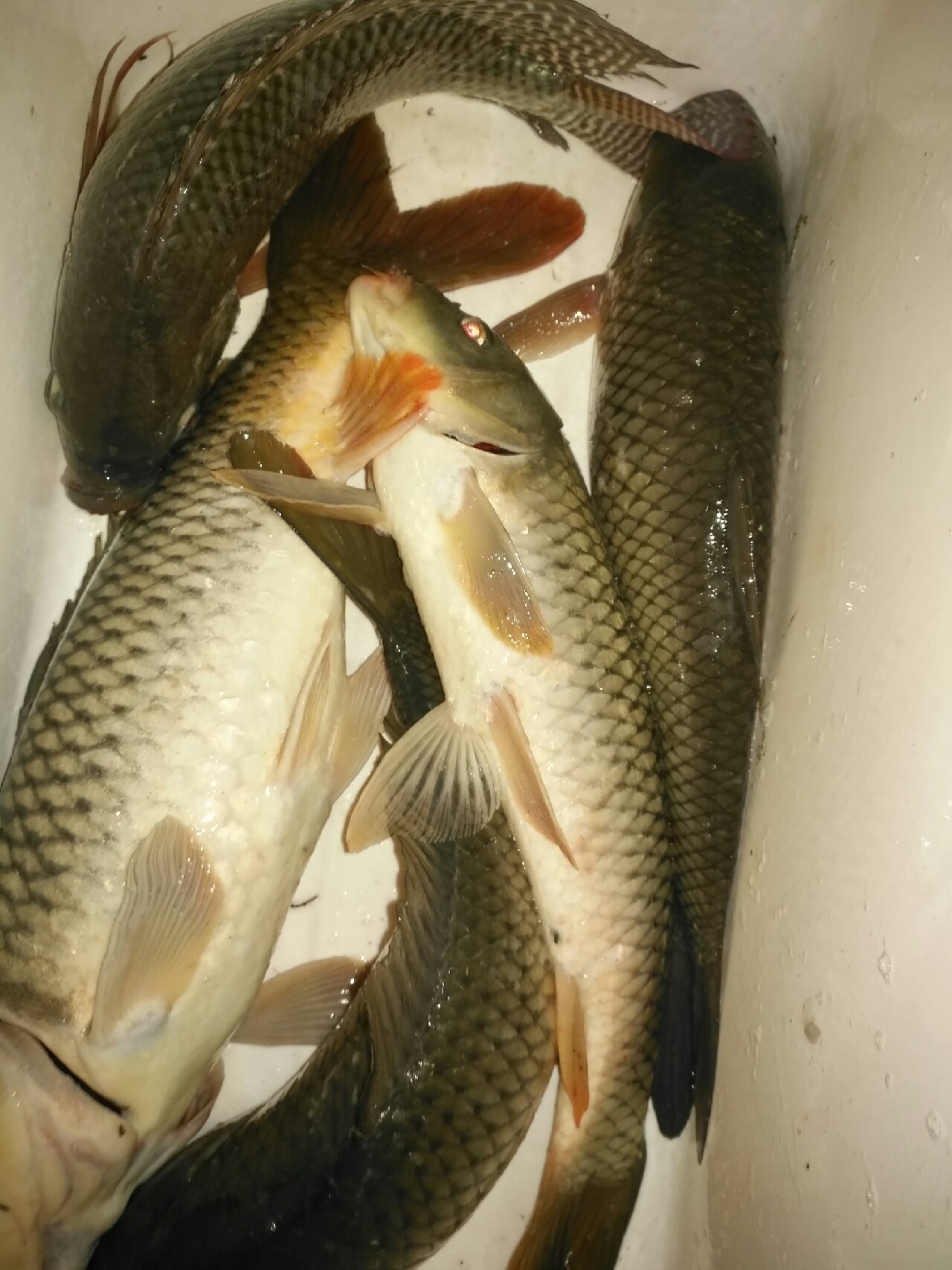 野钓运气爆棚,野钓钓到了1000斤大鱼