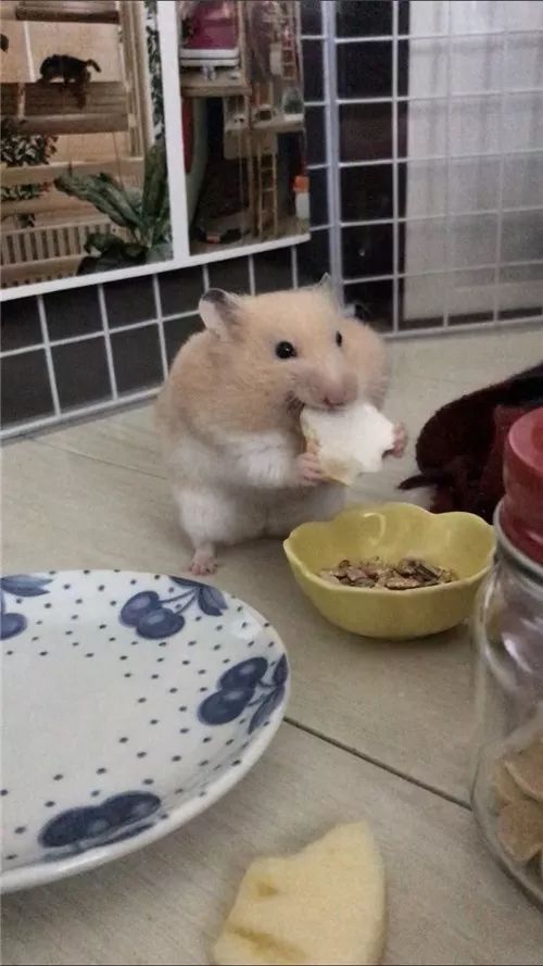 日推网友鼠年仓鼠腮帮子大赛，满屏圆滚滚毛茸茸敲可爱