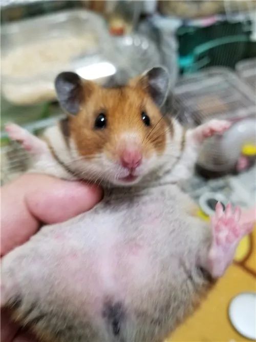 日推网友鼠年仓鼠腮帮子大赛，满屏圆滚滚毛茸茸敲可爱