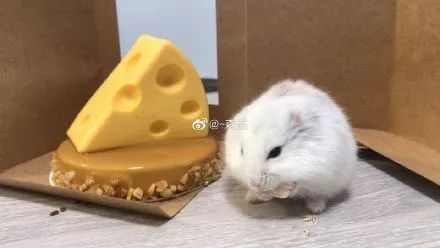 日推网友鼠年仓鼠腮帮子大赛，满屏圆滚滚毛茸茸敲可爱