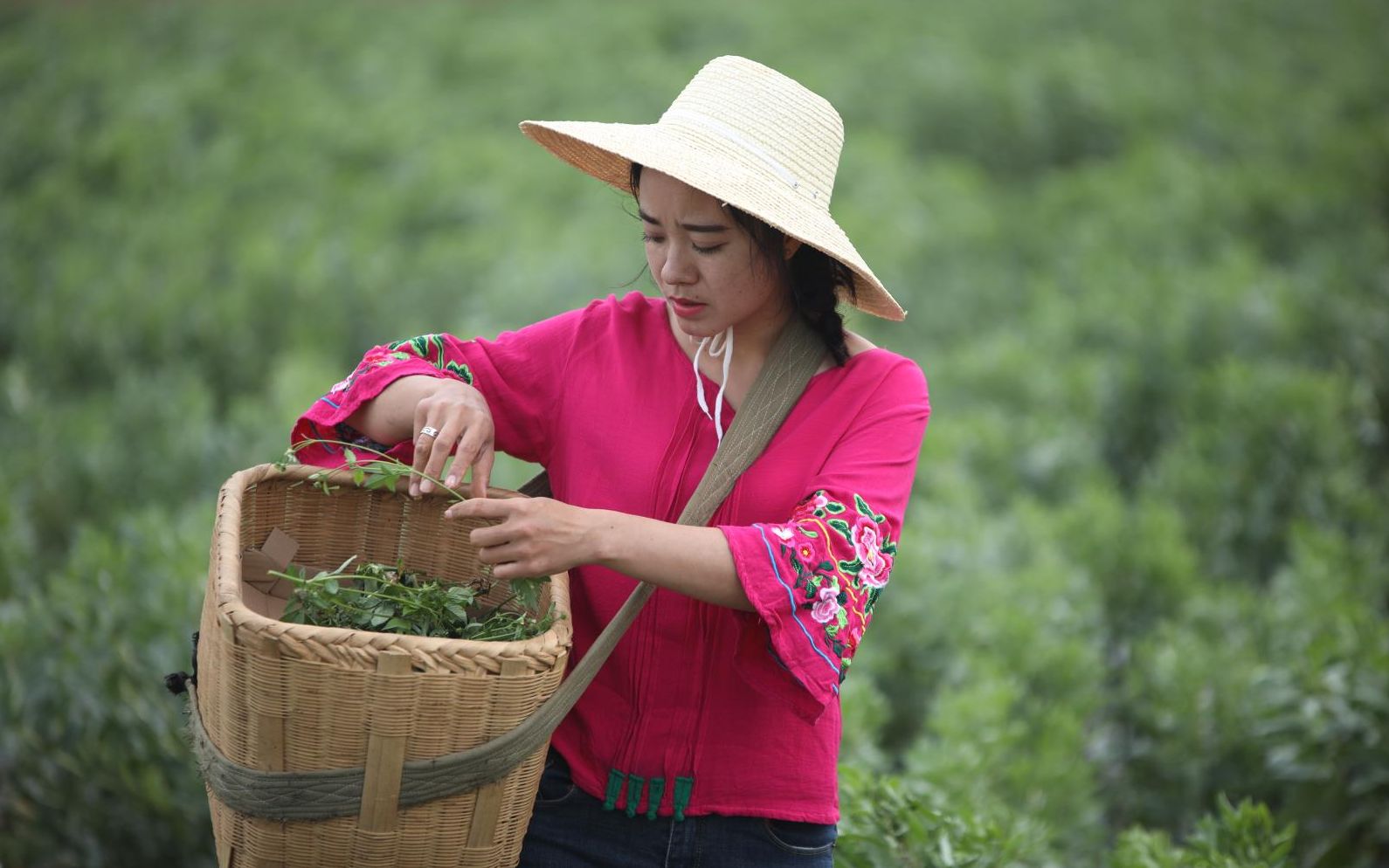 对玫瑰过敏的云南“花香兰”靠种花带领村里乡亲致富