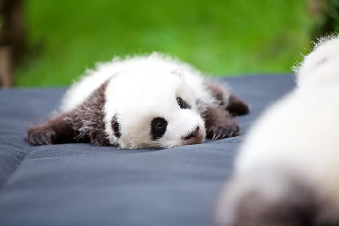 TheStoryoftheBlackWhite“LivingFossil”︱一只黑白“活化石”的前世今生