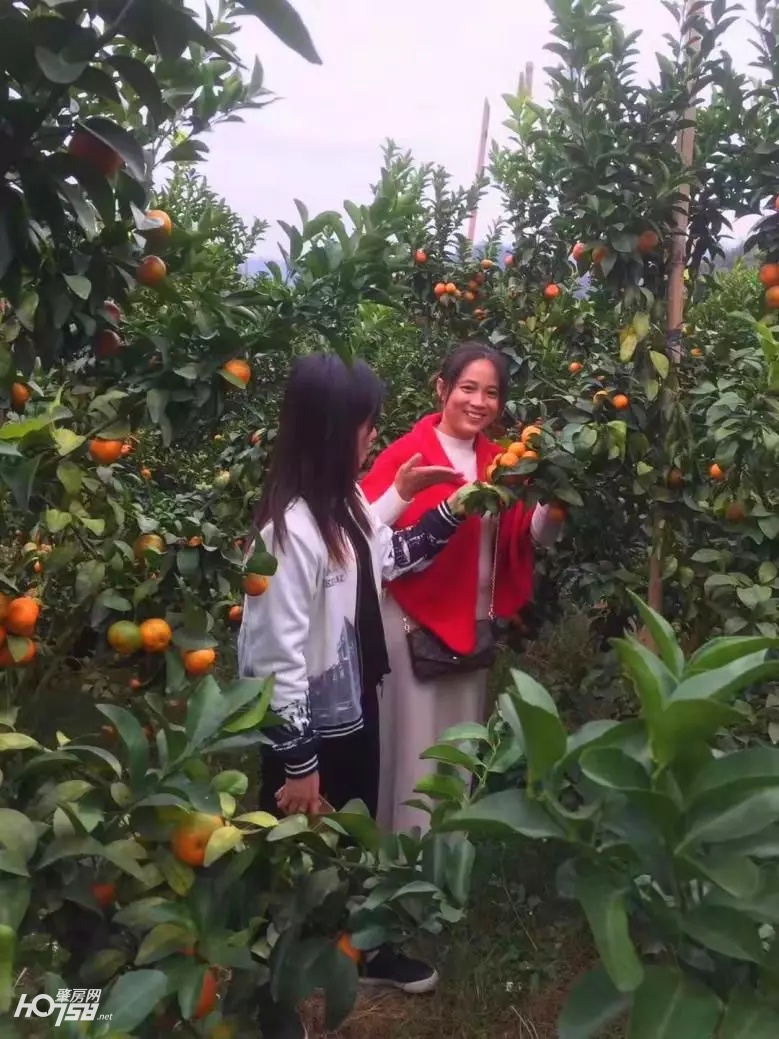 四会仓丰沙糖桔批发价格,四会哪里的沙糖桔比较好