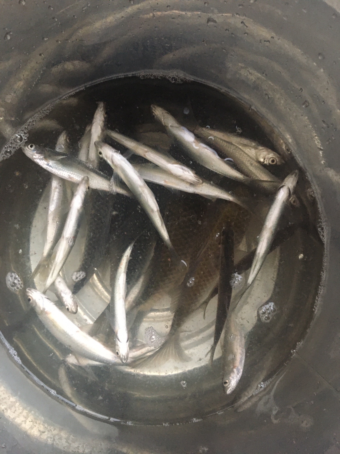 夏季小杂鱼闹窝怎么钓大板鲫,冬钓大板鲫如何避开小鱼