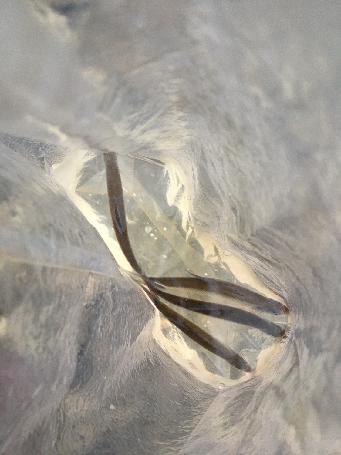 夏季小杂鱼闹窝怎么钓大板鲫,冬钓大板鲫如何避开小鱼