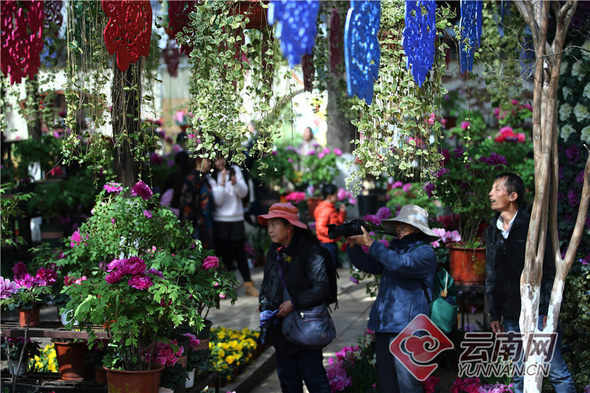昆明昙华寺公园牡丹花开了吗,昙华寺公园牡丹开了吗