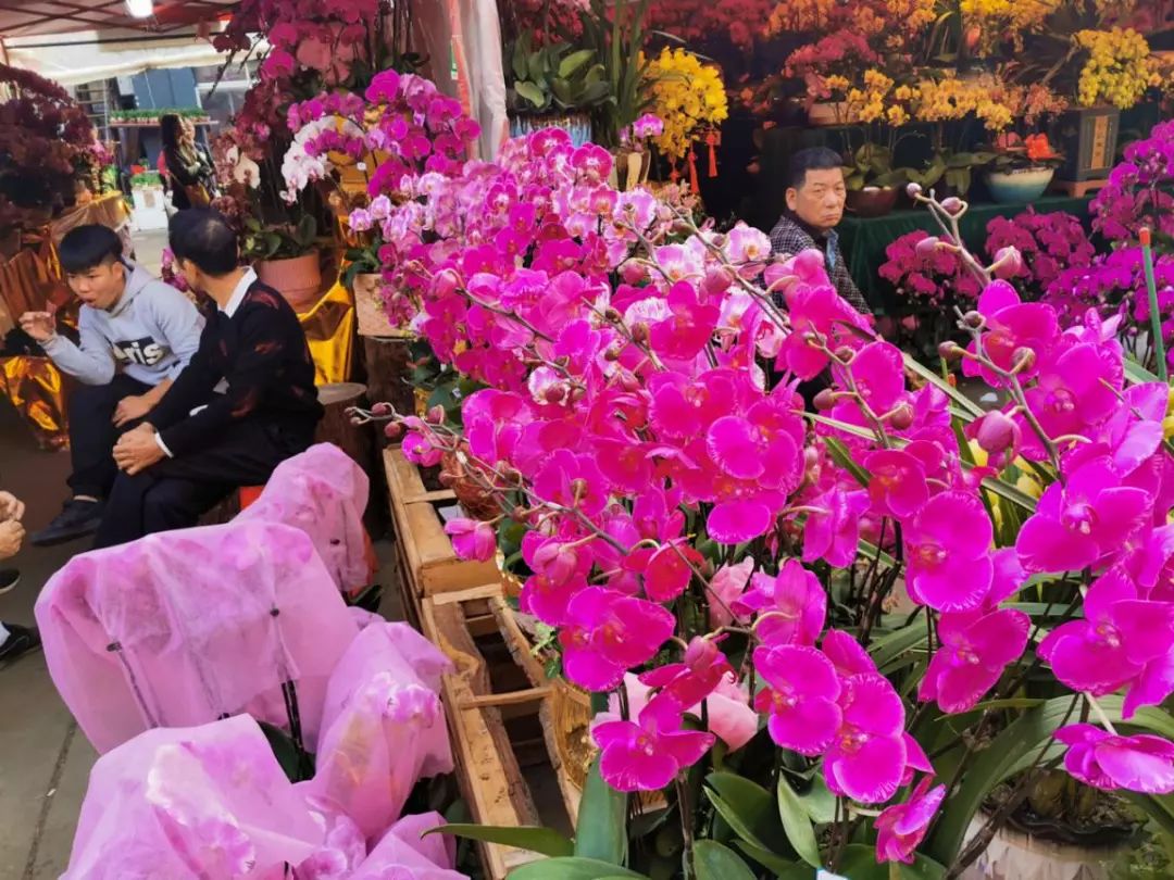 年花开始升价啦！岭南花卉市场购花攻略快收好