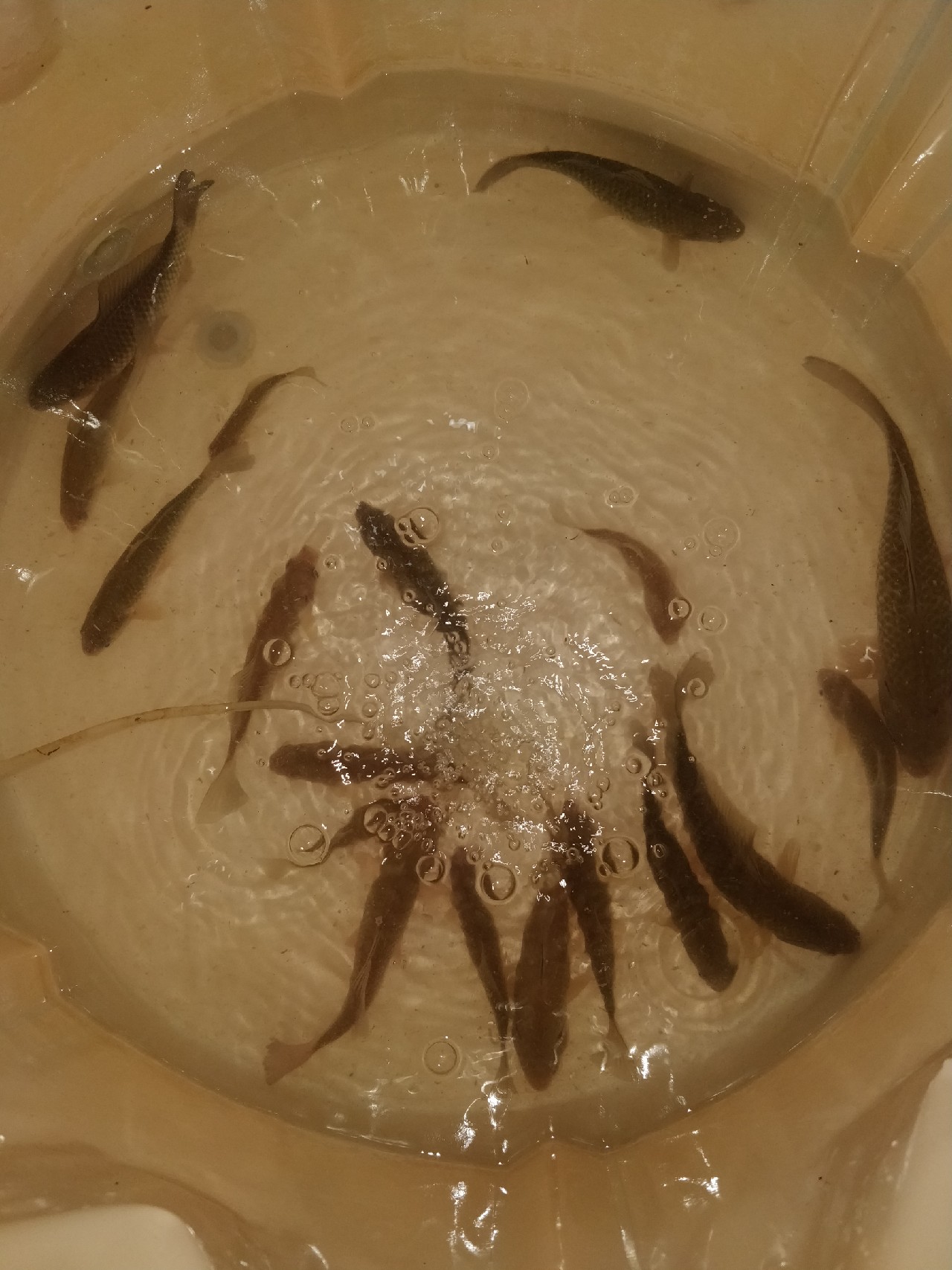 原来钓鲫鱼的诀窍在这里,春钓鲫鱼用什么饵料最好