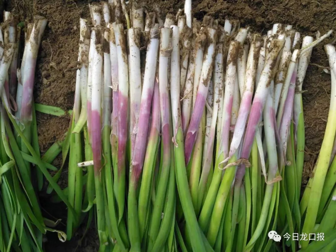 30多块钱一斤,还抢着买?龙口这个村种的菜太抢手