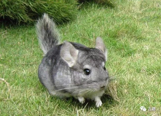 鼠年春晚说鼠,央视科普鼠年说鼠