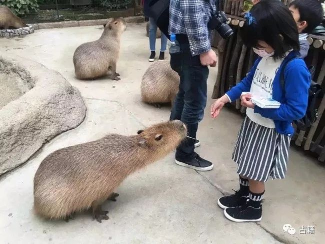 鼠年春晚说鼠,央视科普鼠年说鼠