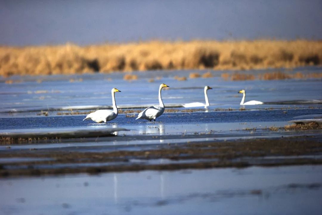为什么极致之美，都在海西州？