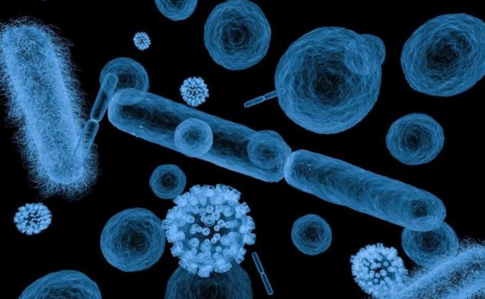 病毒细菌和支原体区别,病毒病菌细菌有什么区别