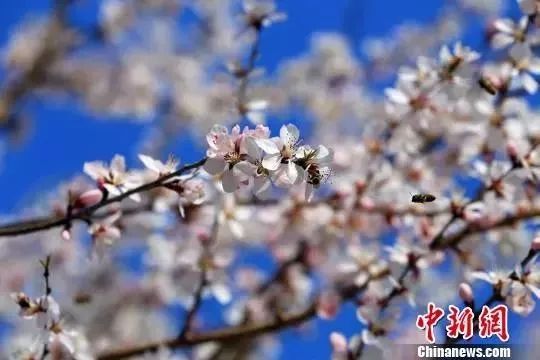 今日立春冬已尽春可期,今日立春春暖花开