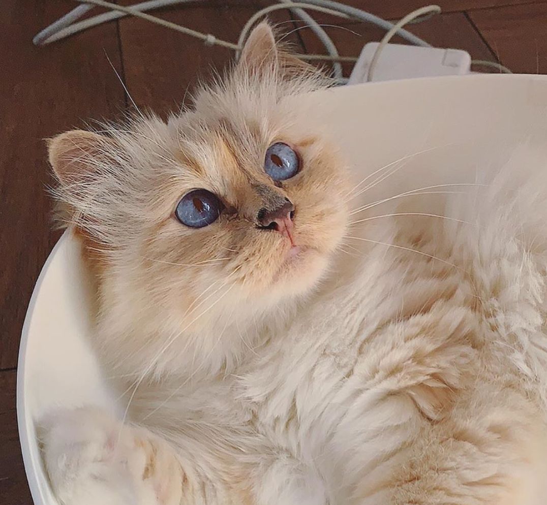 继承老佛爷遗产的猫怎么样了,老佛爷的猫咪现在怎么样了