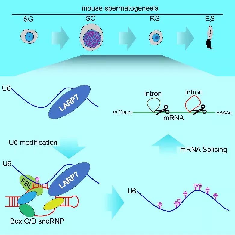 研究揭示LARP7介导U6修饰及其在生精细胞mRNA精准剪接和精子发生中的功能