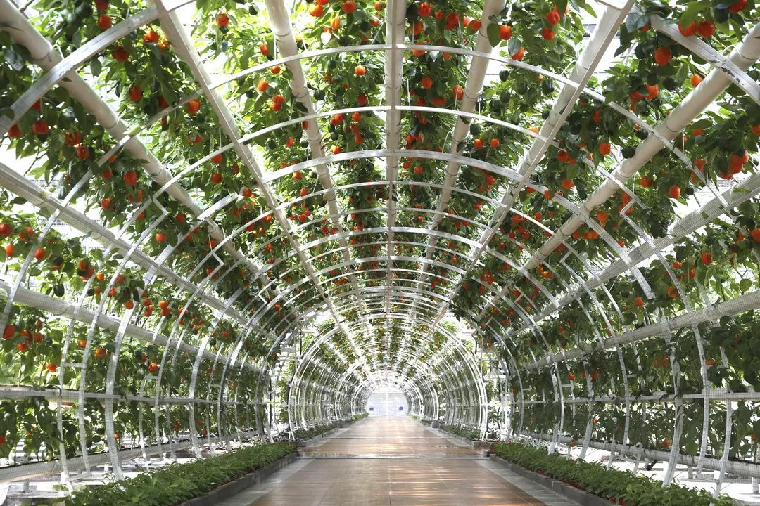 一送最少几十吨,支援湖北的背后是世界第一硬核蔬菜大国……