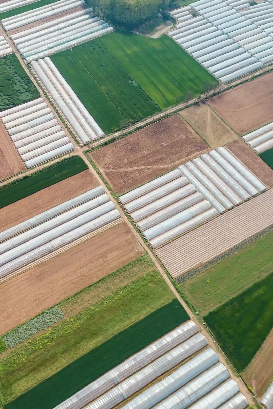 一送最少几十吨,支援湖北的背后是世界第一硬核蔬菜大国……