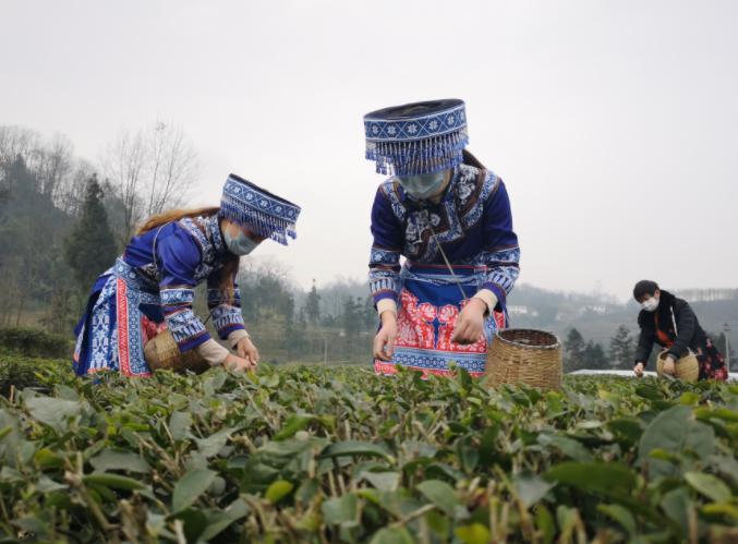珙县在战役中奏响春耕序曲,疫情防控中的春耕复产序曲
