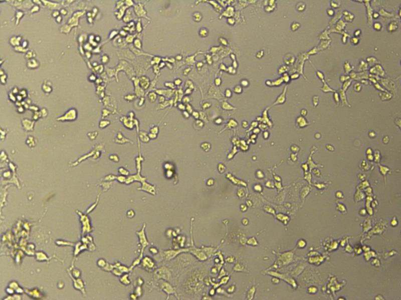 广东“疫”线报告｜病毒侦探：与“看不见的敌人”较量