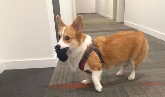 狗狗对食物的强烈执着,为什么狗对主人的袜子那么感兴趣