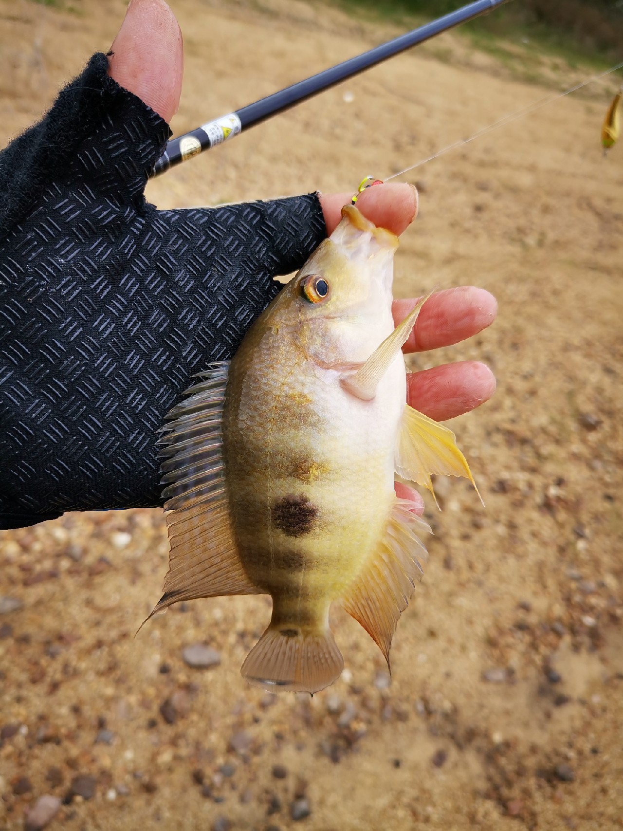 路亚一步到位还是循序渐进好,摸索反思