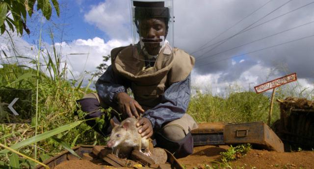 世界上最大老鼠多少钱一只,老鼠有多大一只