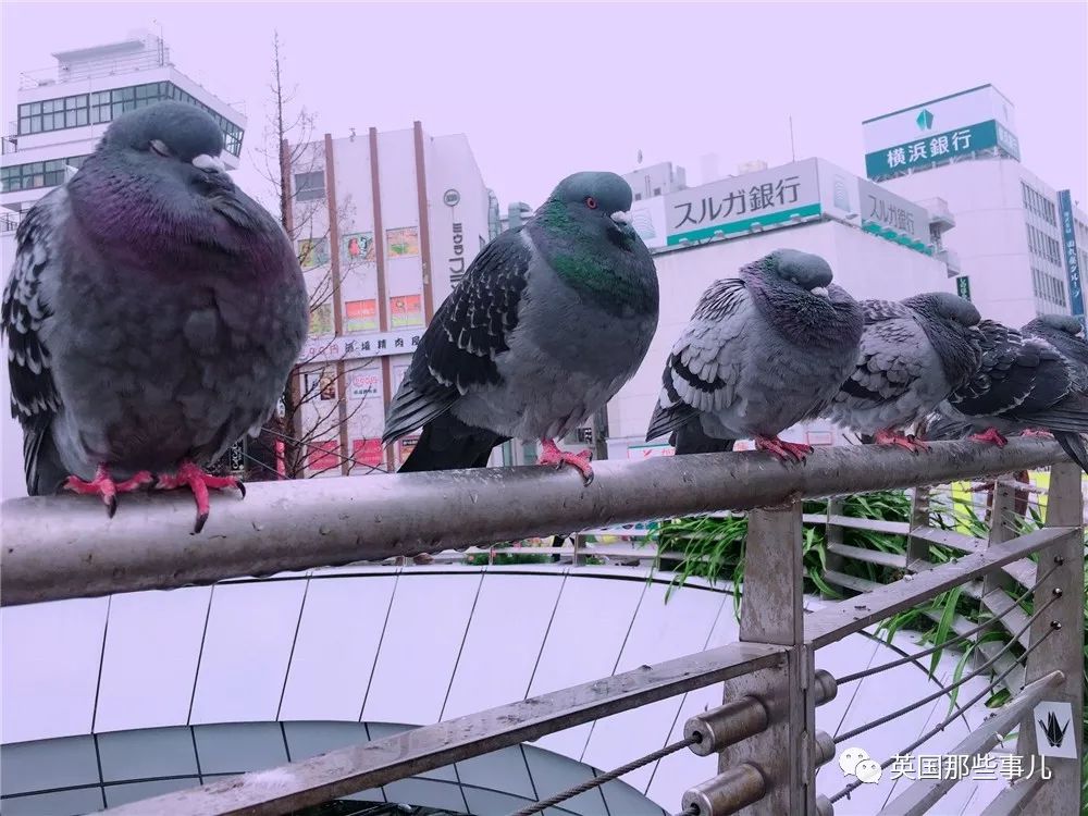 同样是冬天胖成球,凭什么鸟球就这么可爱