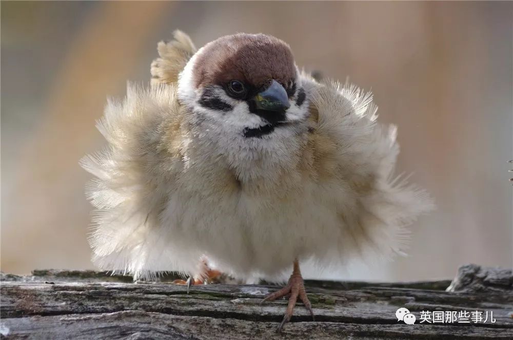 同样是冬天胖成球，凭什么鸟球就这么可爱