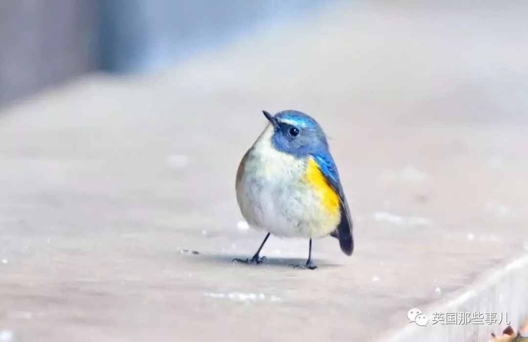 同样是冬天胖成球，凭什么鸟球就这么可爱