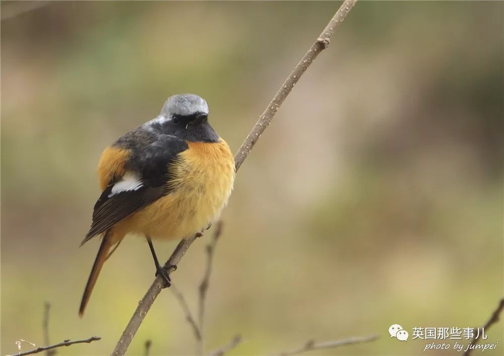 同样是冬天胖成球，凭什么鸟球就这么可爱
