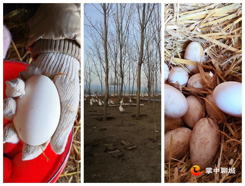 网友农产品滞销,一些农副产品滞销直播助农