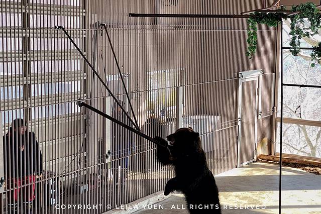 日本购买新冠口罩,去日本买口罩的便宜吗