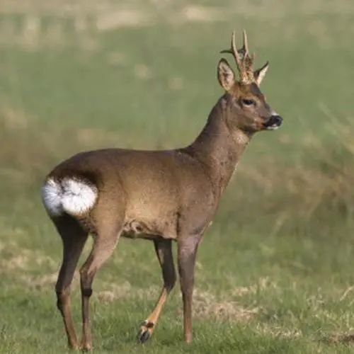 盘点被吃灭绝的动物,被吃最惨的外来物种