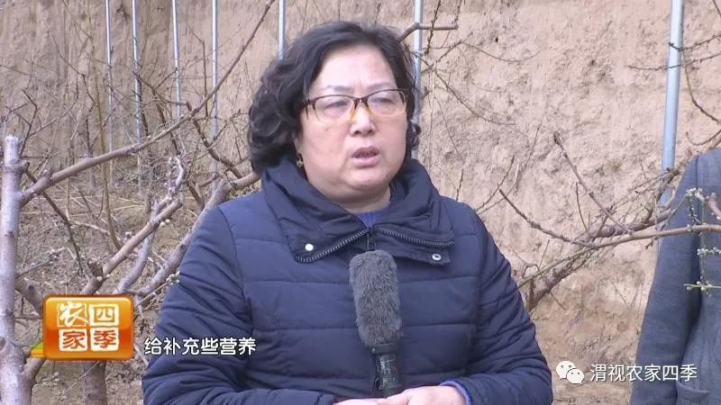 引起桃流胶病的原因是什么,桃子流胶病用什么药治