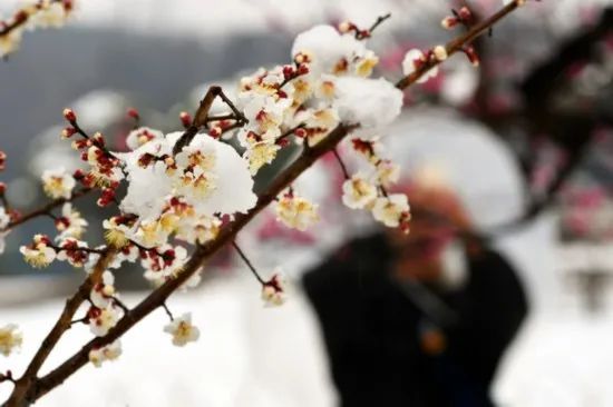 藏在诗词里的诗词,藏在古人诗词里的三春