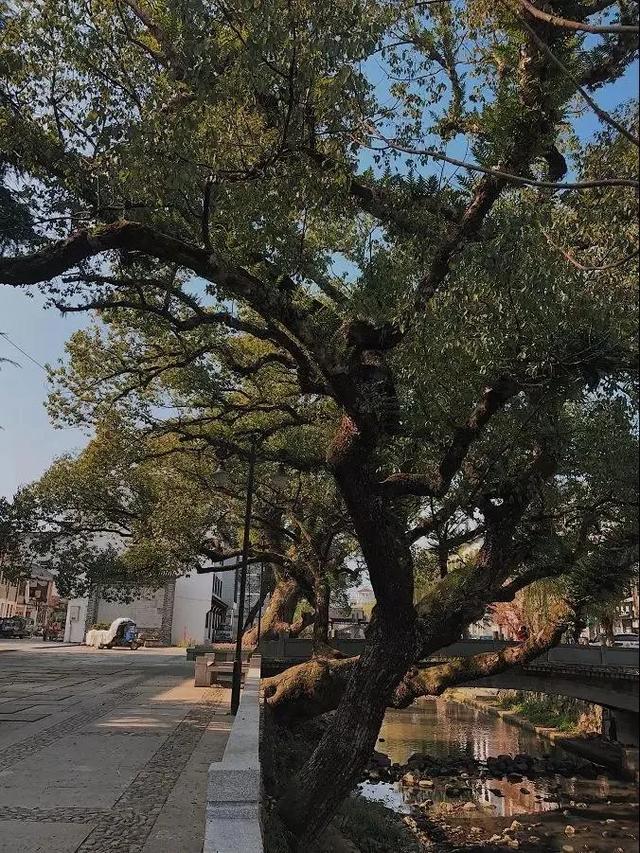 云和有什么特色地点,云和县城里的古街