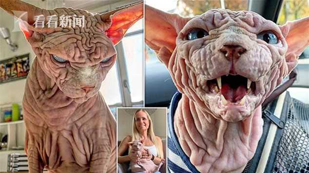 猫咪全身纯白色,猫咪全身无毛的视频