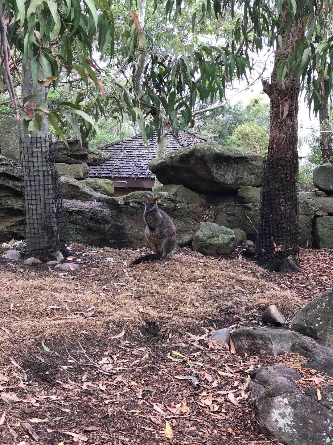 报废右舵卡罗拉，暴走澳洲大洋路：提车难题巧妙化解，路遇多车事故险误事！但自驾风景独好