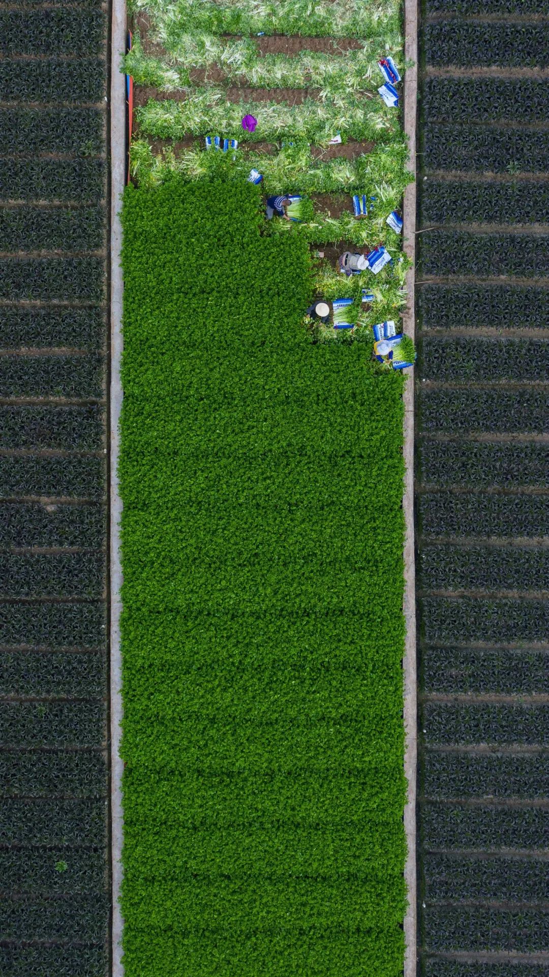 听春之声,听春之声圆舞曲感悟