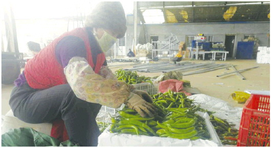 寿光蔬菜电商直播,寿光电商蔬菜平台