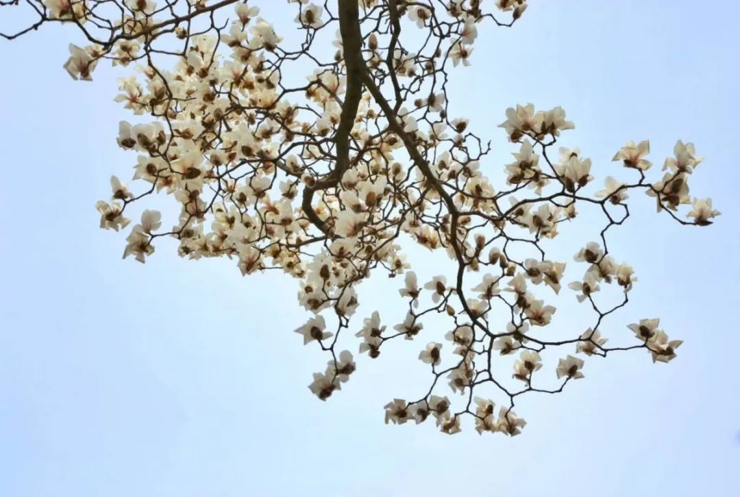 南京赏花地图请收好,江宁赏花好去处