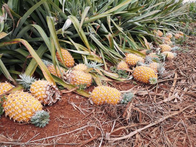 战疫助农在行动努力卖枇杷,战疫助农安徽省贫困县优质农产品